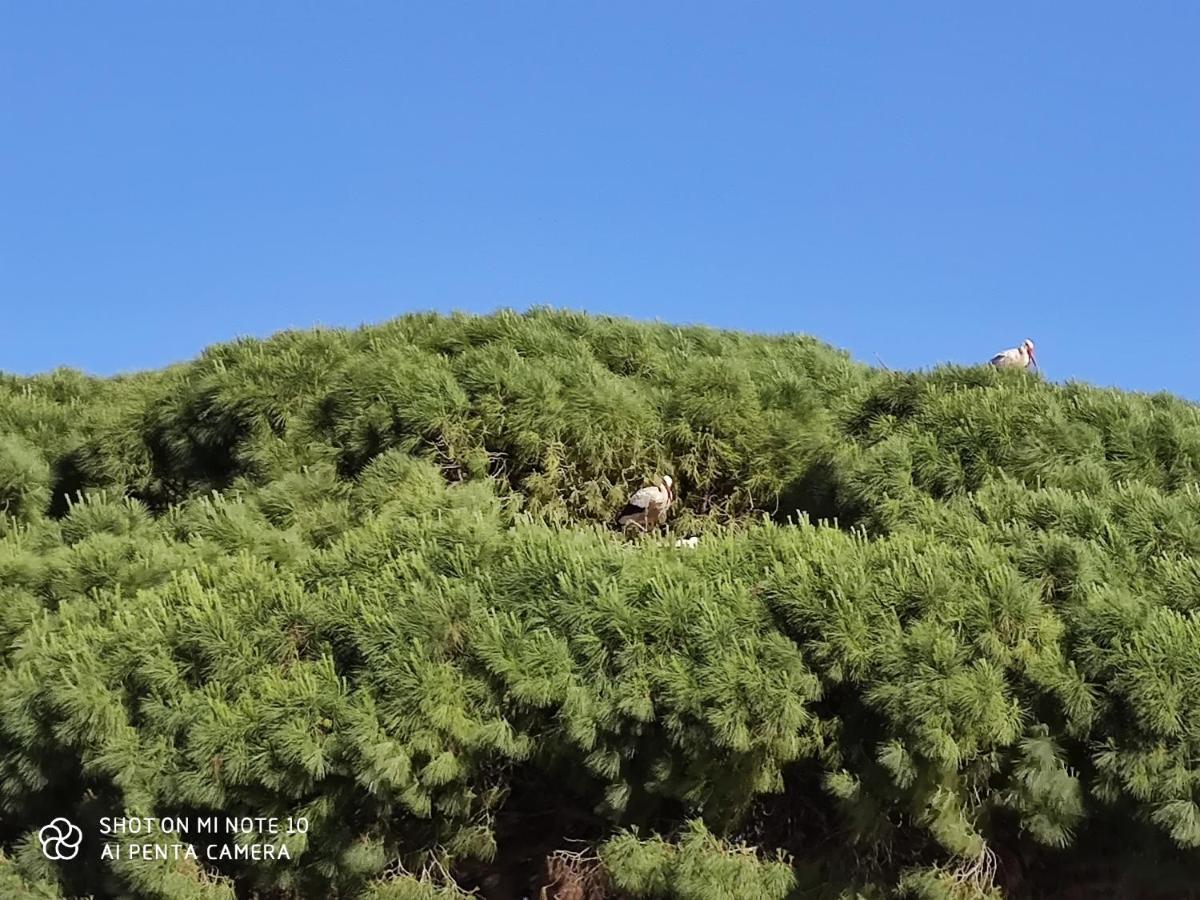 Pueblos Blancos Vejer de la Frontera Buitenkant foto